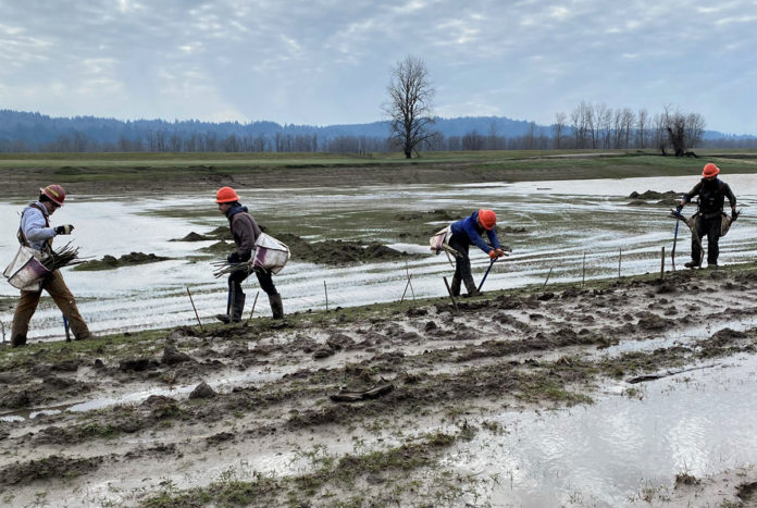 Contractor planting